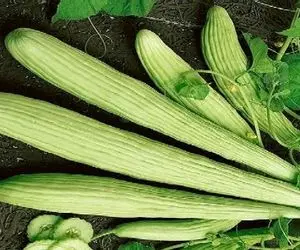 کشاورزی نوین؛ مزرعه ی خیارچنبر زدن هر یکیش‌ 3متر قد داره بذاری روهم میشه ساختمون ساخت