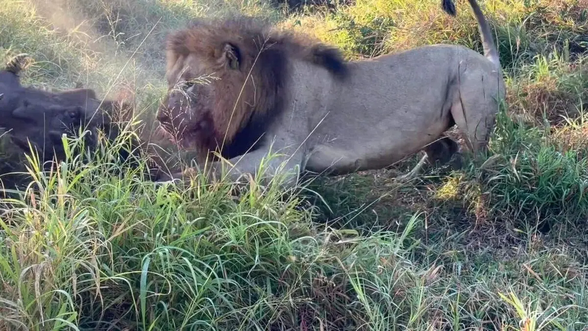 Male-Lion-Wrestles-A-Huge-Warthog-8-1024x576-ezgif.com-webp-to-jpg-converter