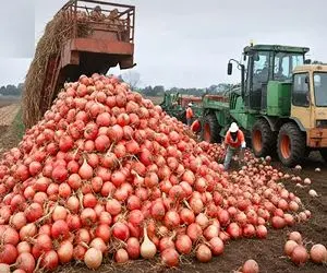 کشاورزی نوین؛ با تجهیزات به روز پیاز کاشت قد توپ فوتبال پوستش صورتی داخلش سفید