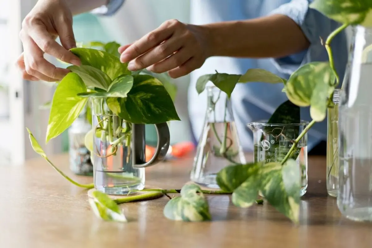 does-your-plant-grow-in-water-keep-houseplants-in-water-with-these-10-tips-cover-1024x683