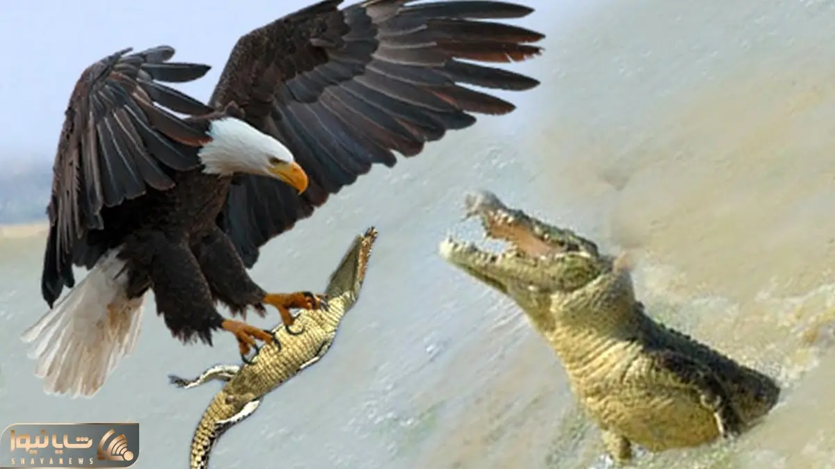 از جذابیت های حیات وحش؛ عقابی که بچه تمساح رو از دهنش مامانش کشید بیرونو خورد