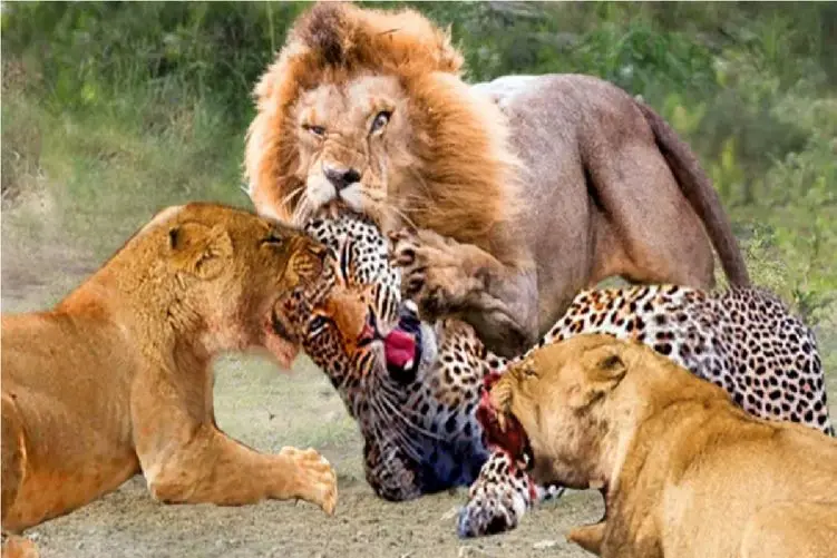 دام حیات وحش/پلنگ رفته بالای درخت گله شیر کشیک میدن تا بیاد پایین