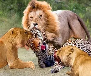 دام حیات وحش/پلنگ رفته بالای درخت گله شیر کشیک میدن تا بیاد پایین