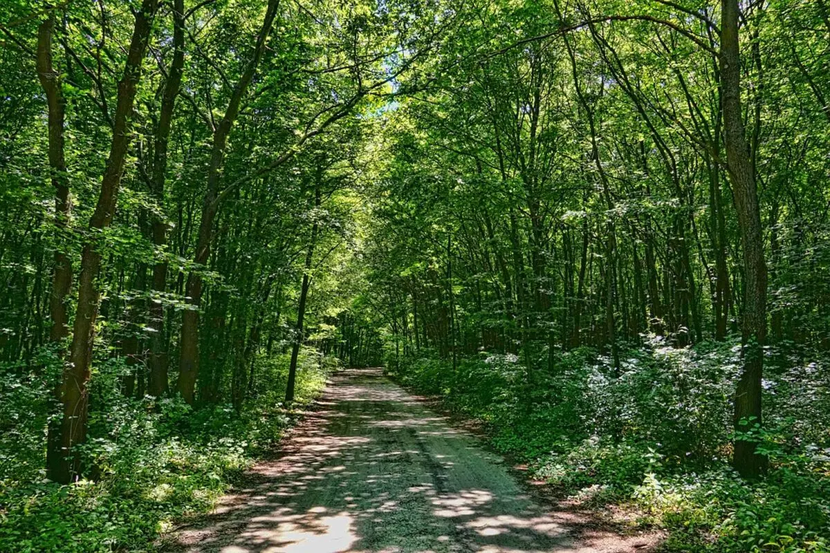 deciduous-forest-3434918_960_720