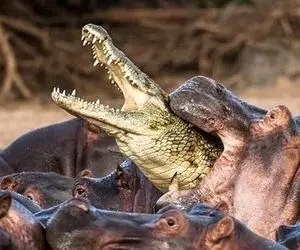 از جذابیت های حیات وحش؛ وقتی کروکودیل بدشانس افتاد بین یه گله اسب آبی دهن گشاد گشنه