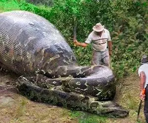 از جذابیت های حیات وحش؛ مار پیتون بزرگ طماع فیل بلعید دیگه نتونست تکون بخوره