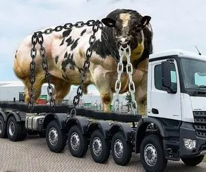 جابه جایی جانکاه؛ گاو نر و با تکنولوژی نوین پروار به کامیون قل و زنجیر کردن سلاخی شه