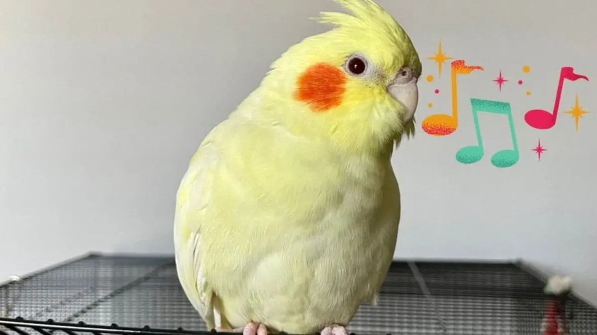 هلند2