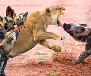 جذابیت حیات وحش؛ کفتار با انجام این کار در قلمرو شیر زندگی خود را نابود کرد