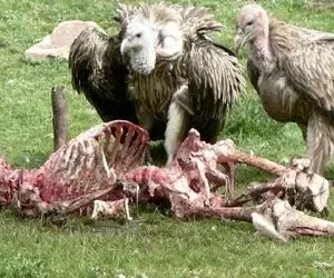 از جذابیت‌های حیات وحش؛ کرکس‌های لاشخور به جنازه یه آقاهه حمله کردن استوخوناش موند