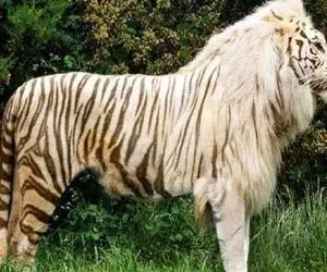 کارخانه حیوانات؛ هورمون خر راه راه شیر دد و به اسب سفید میزنه حیوون جدید تولید میکنه