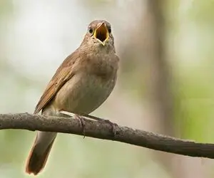 پرندگان خوش صدا؛ آواز خوش بلبل شنیدن داره مخصوصاً اگه اینطوری از ته دل بخونه