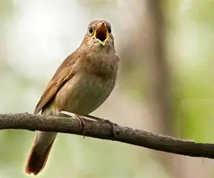 پرندگان خوش صدا؛ آواز خوش بلبل شنیدن داره مخصوصاً اگه اینطوری از ته دل بخونه
