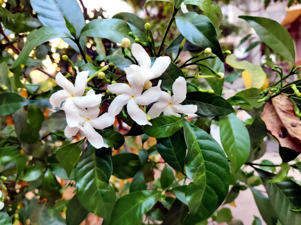 Crape Jasmine 1