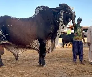 حیوانات غول جثه؛ 15 تا از بزرگ ترین گاو های دنیا که نخوان جرثقیل نمیتونه بلندشون کنه