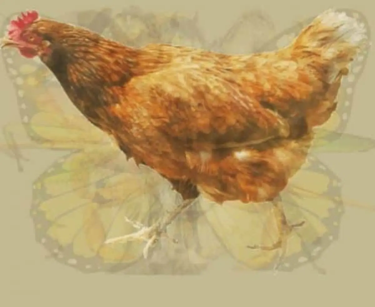 The Rooster