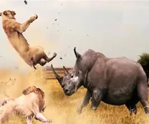 بدایع حیات وحش؛ کرگدن سفاک با سرعت نور دوید سمت شیر پرتاب دیسک انجام داد 