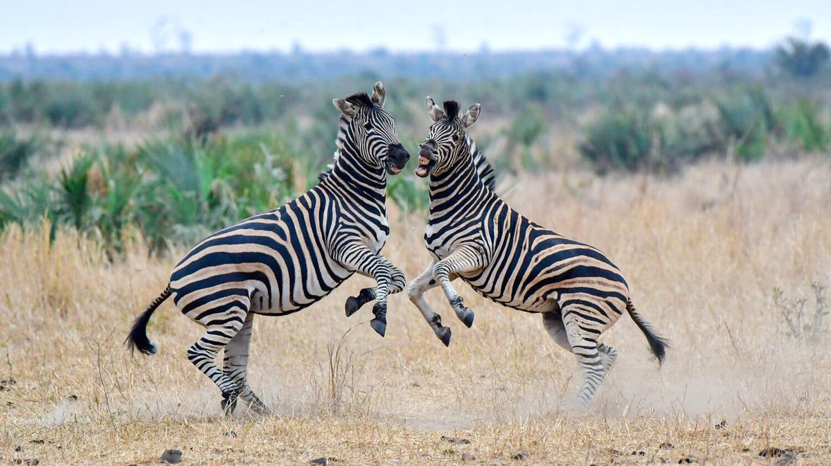 zebra-Fighting-4-of-15-edited