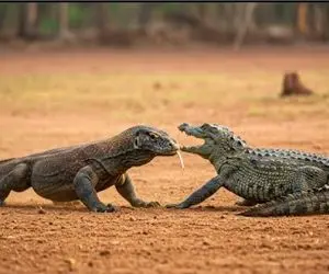 مستند حیات وحش /  در جدال کومودو و تمساح زور چه کسی بر دیگری چربید؟