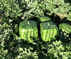 فرآوری هندوانه؛ هندوانه پرورش میدن هر کدوم 10 کیلو و با یک ترفند خاص مکعبی می کنن