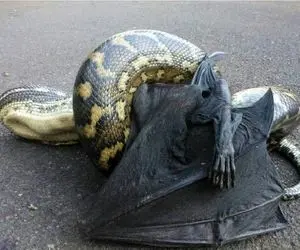 مستند حیات وحش؛ خفاش دده افتاد تو حلقه مرگ پیتون هرچی دست و پا میزنه بی فایدس