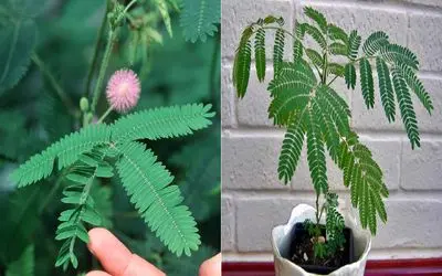 رازهای نگهداری از گیاه قهر و آشتی/ معرفی کوچولوی حساسی که با یه لمس قهر می‌ کنه 