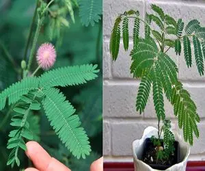 رازهای نگهداری از گیاه قهر و آشتی/ معرفی کوچولوی حساسی که با یه لمس قهر می‌ کنه 