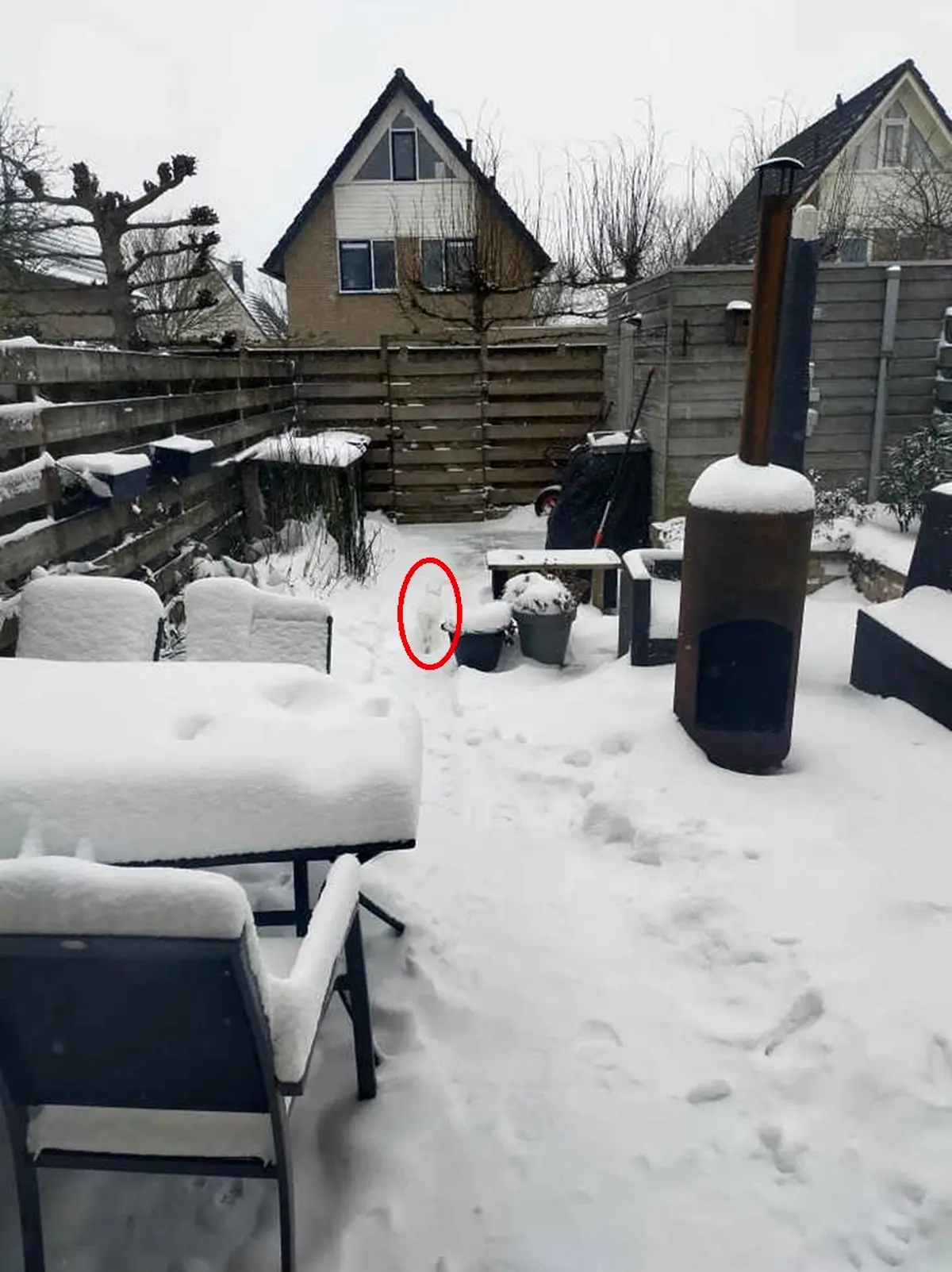 پاسخ-تست-بینایی-بافتن-گربه-در-محیط-برفی