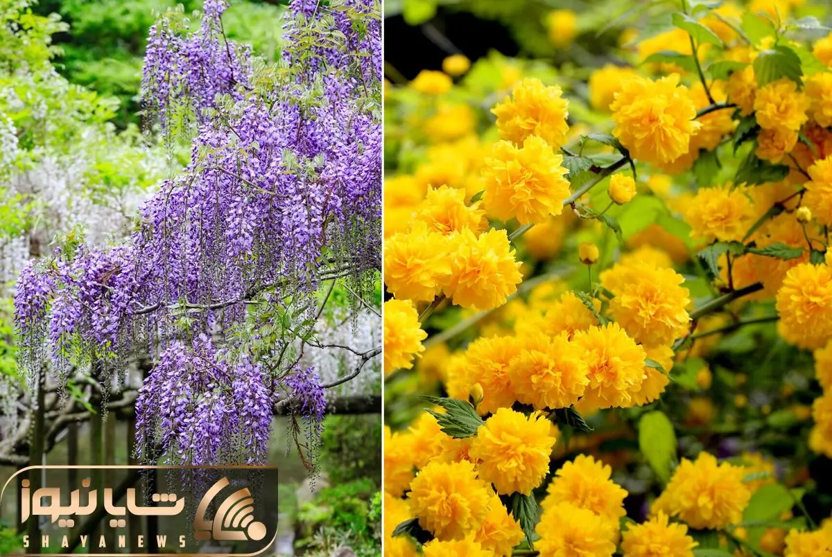 Climbing plants