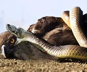 جذابیت‌ های حیات وحش؛ عقاب خواست پیتون شکار کنه اما رفت تو دهن مار گردنش شکست