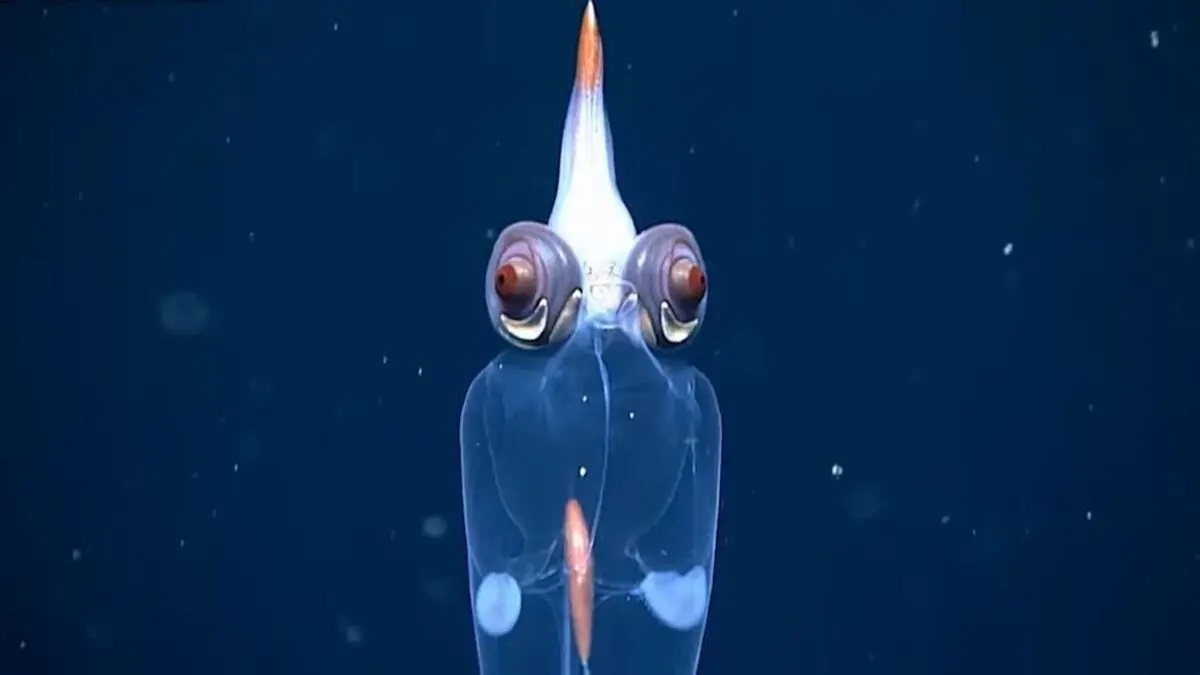 یک