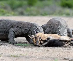 از جذابیت‌های حیات وحش؛ کومودوهای اژدها از خوردن بز سیر نمیشن همدیگه رو تناول میکنن