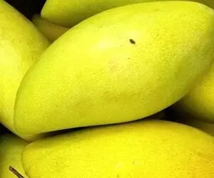 انبه آتالوفو چیست و در ایران هم وجود دارد؟