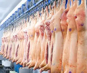 فرآوری خوک؛ پردازش خوک لجن با دستگاه های پیشرفته برش گوشت در کارخانه