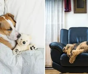 چرا سگ ها خروپف می کنند؟ / صداهای عجیب و بامزه ای که این پشمالو درمیاره دلیل داره