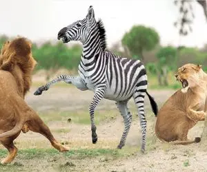 مستند حیات وحش؛ گورخر کودن جان خود را تسلیم شیرها کرد