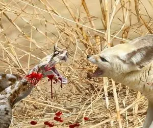 مستند حیات وحش؛ مبارزه خونین برای بقا در صحرای بزرگ آفریقا بین روباه و مار
