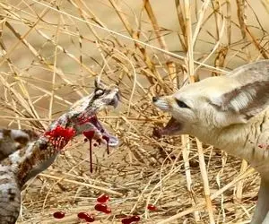 مستند حیات وحش؛ مبارزه خونین برای بقا در صحرای بزرگ آفریقا بین روباه و مار