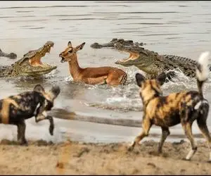 بدایع حیات وحش؛ سگ های وحشی ایمپالا را بدرقه کردن به سمت حجله مرگ