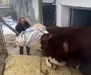 دامداری نوین؛ گاو چشم بسته و با زور میبرن برا کشتار