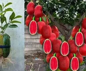 کشاورزی نوین؛ هندونه ‌و جک فروت رو با خمیر دندون بهم چسبوندن کاشتن هندوانه داده نوبر