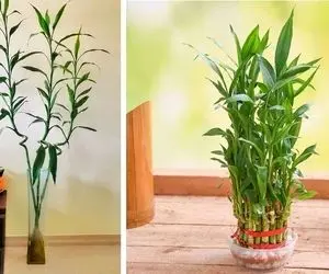 رازهای نگهداری از گیاه بامبو در آب / اینجوری 20 سال هم بگذره سرحال و سرسبزه