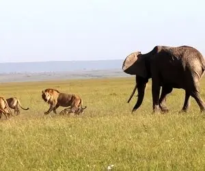جذابیت های حیات وحش؛ شیرها دارن گوشت بچه فیل رو میخورن مادرش اونور علف میخوره