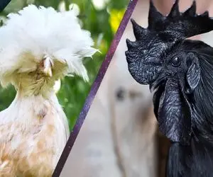 کارخانه حیوانات؛ با تزریقات زیبایی پرنده گوتیک ساختن سیاه و سفید و رویایی