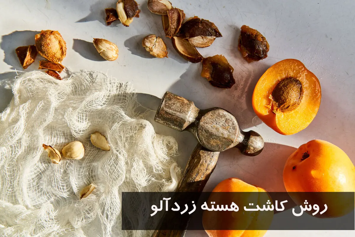 روش-کاشت-هسته-زردآلو