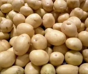 قیمت سیب‌زمینی در بازار کاهش می‌یابد