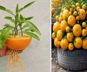 کشاورزی بدیع؛ پرتقال و نارنگی رو با خمیر دندون پیوند زد یه درخت با دو میوه رشد کرد