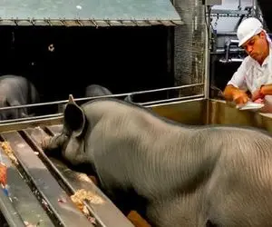 فرآوری خوک؛ موی خوک های کریه سیاه کز میده میذاره تو بخارشو استیکی برش میزنه