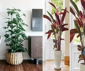 گیاهان با سریع ترین رشد / اینا یه ماهه 1 متر قد میکشن بعد باید سر بلند کنی نگاشون کنی