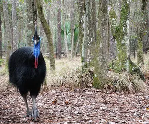 (عکس) کاسوری چیست و چرا ریحانه پارسا به آن علاقه دارد؟